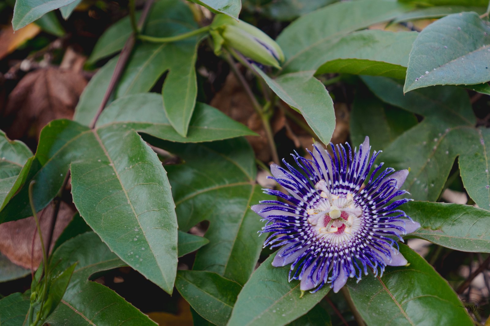 Wintry Mountain Landscape